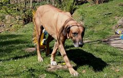 Hundevertreiben macht ihnen viel Spass