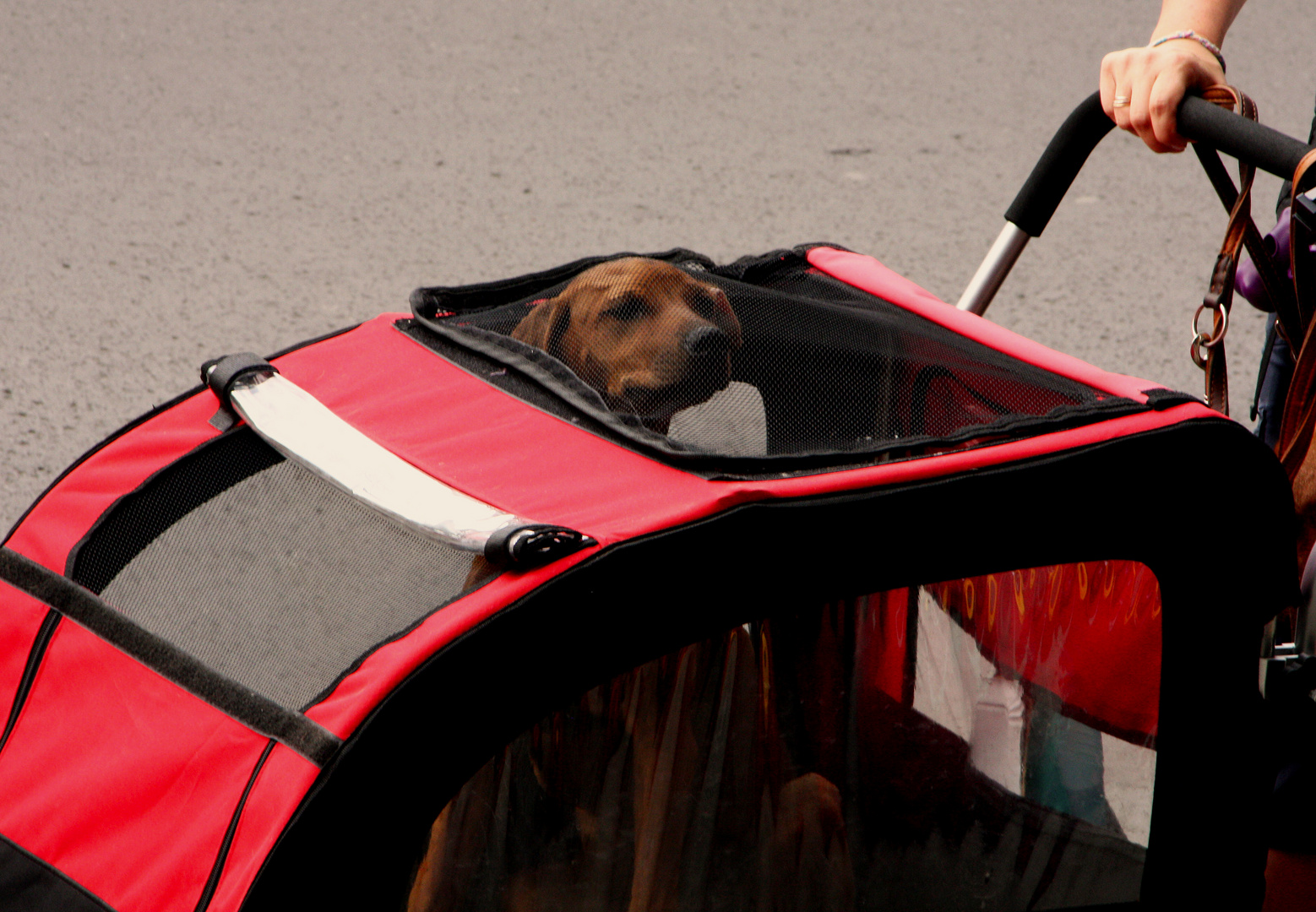 Hundewagen Foto &amp; Bild tiere, haustiere, hunde Bilder auf