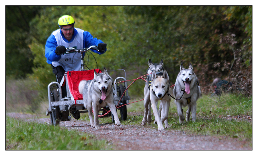 Hundewagenrennen