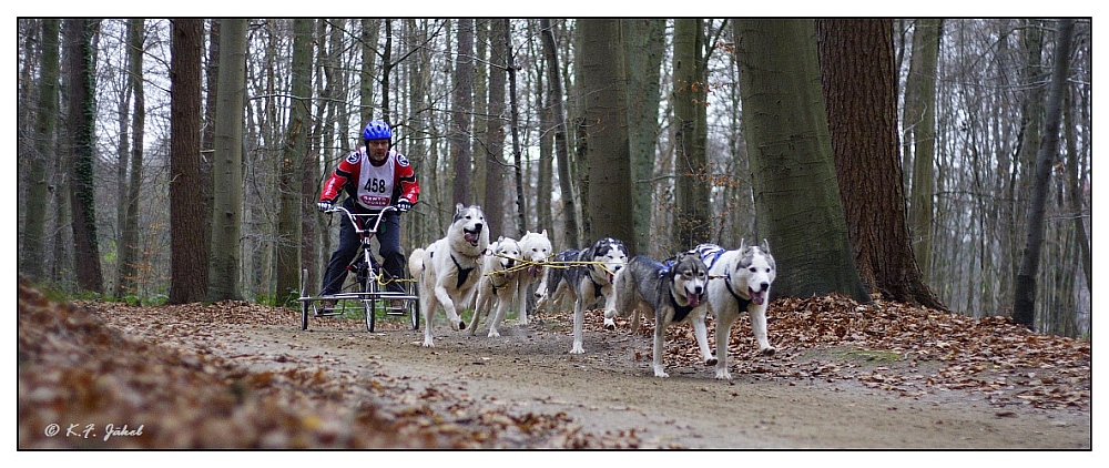 Hundewagenrennen I