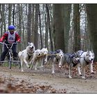 Hundewagenrennen I