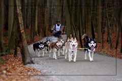 Hundewagenrennen II