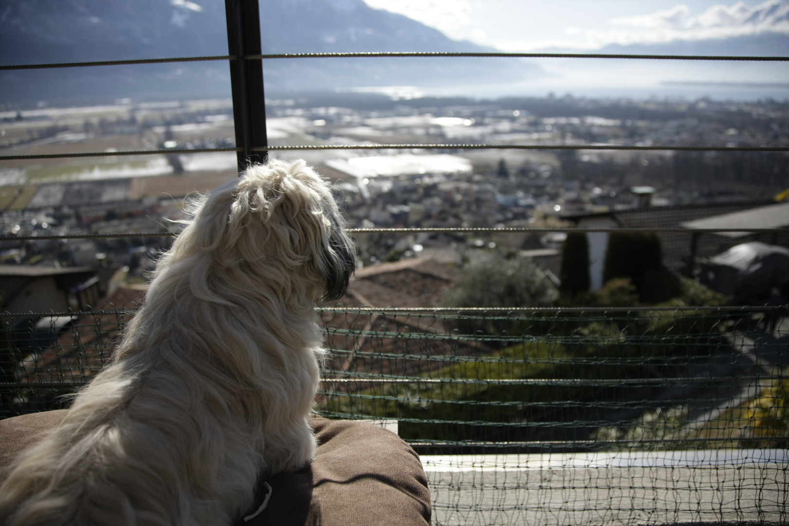 Hundewelpe Aston geniesst den Aussicht