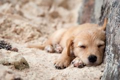 Hundewelpe auf La Digue