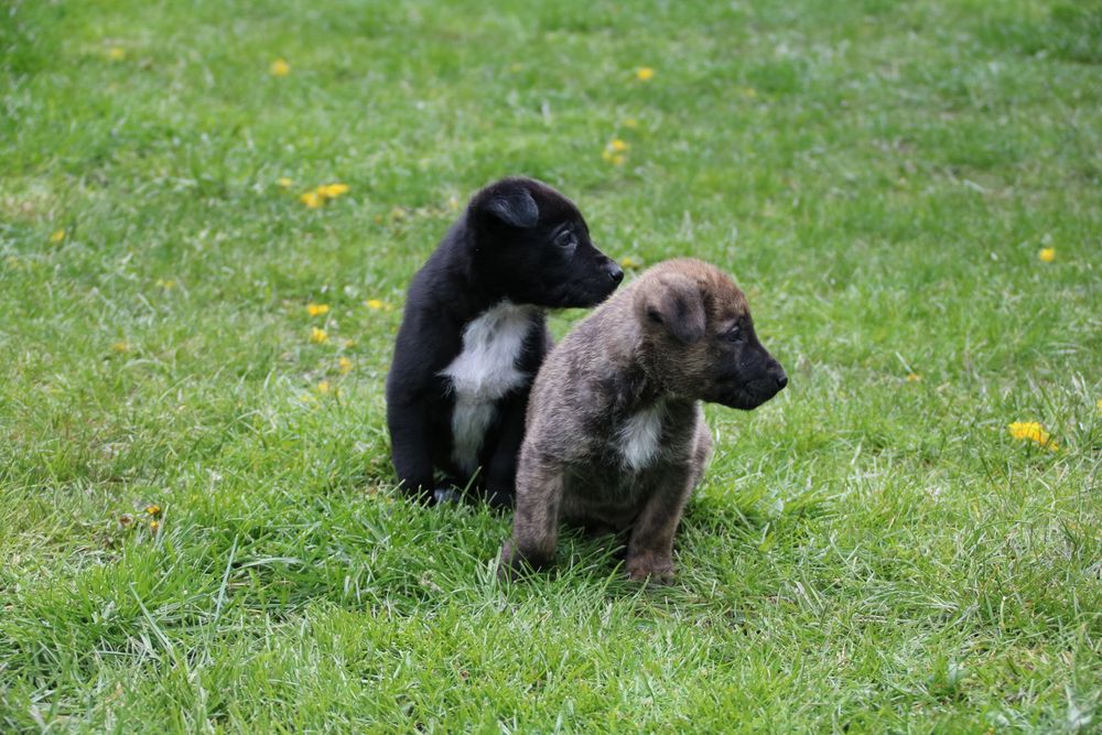 Hundewelpen im Doppelpack