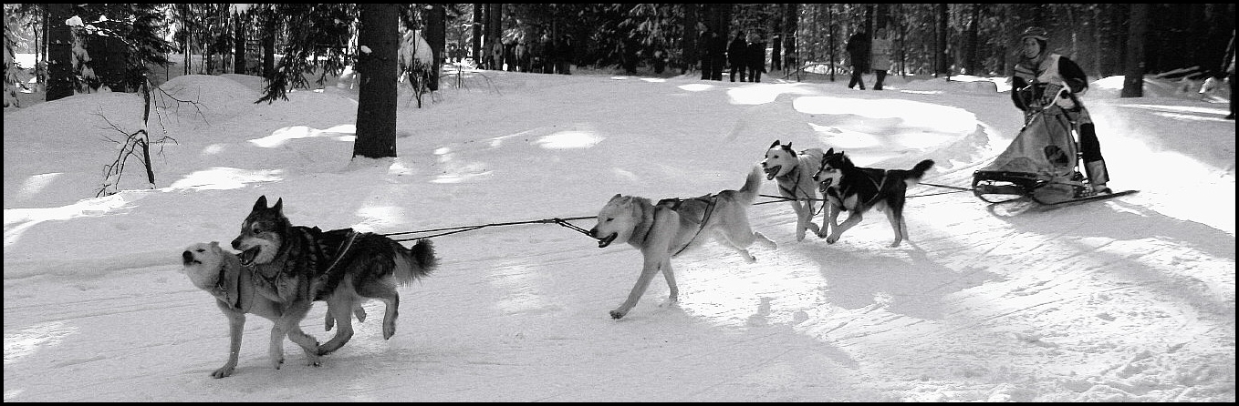 Hundewetter