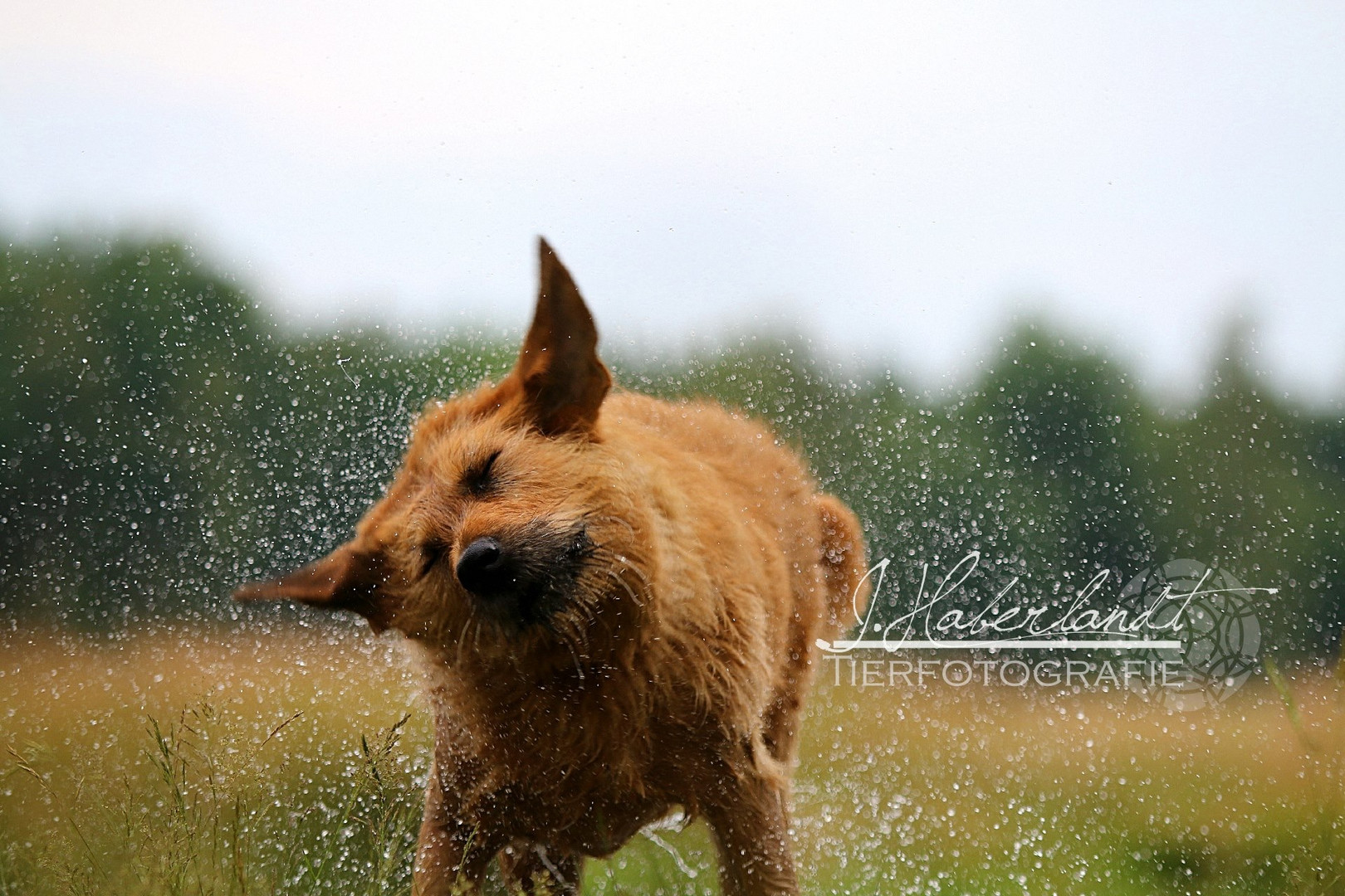 Hundewetter 