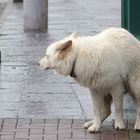 Hundewetter