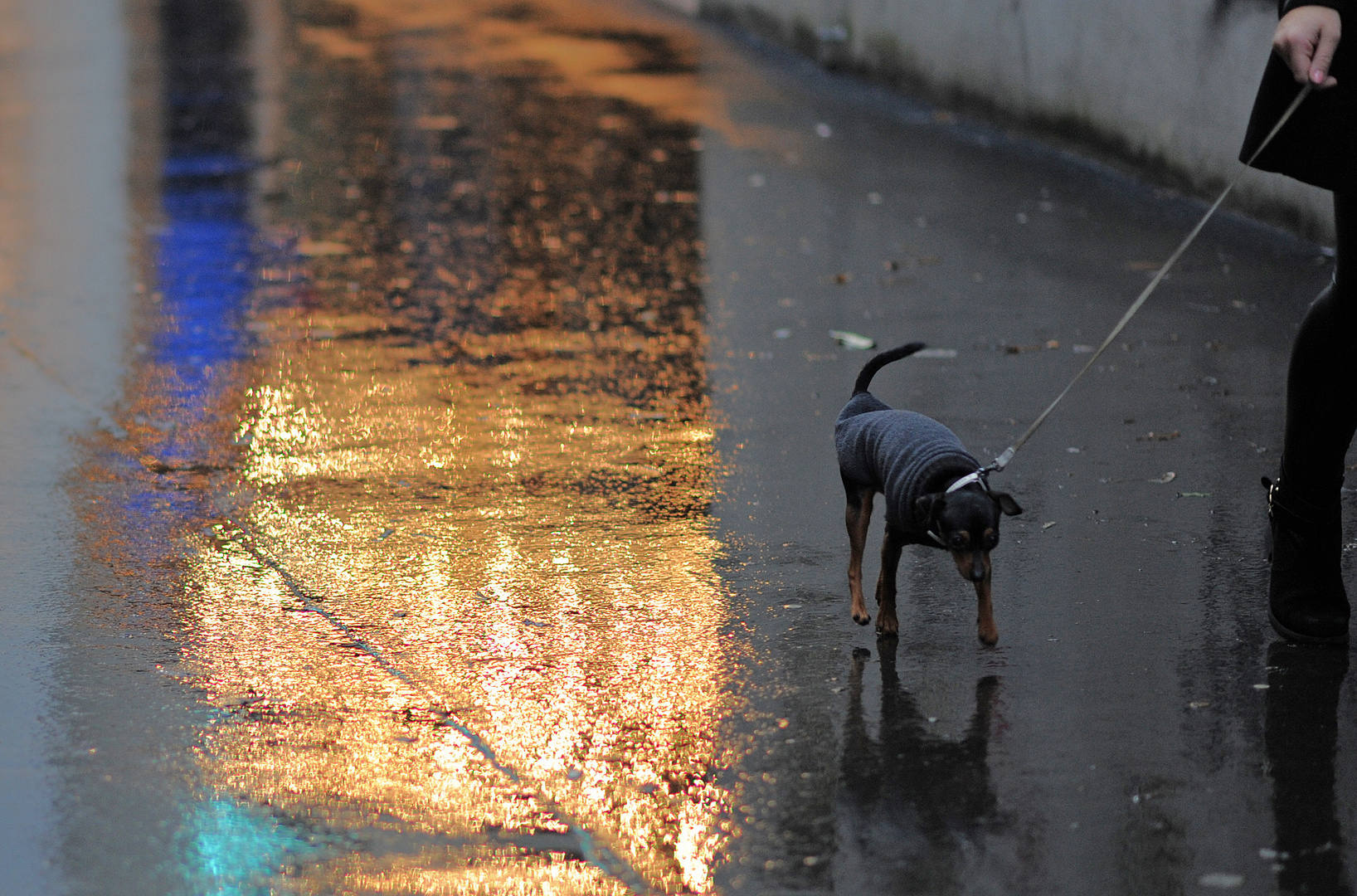 Hundewetter