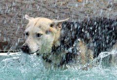 "Hundewetter"