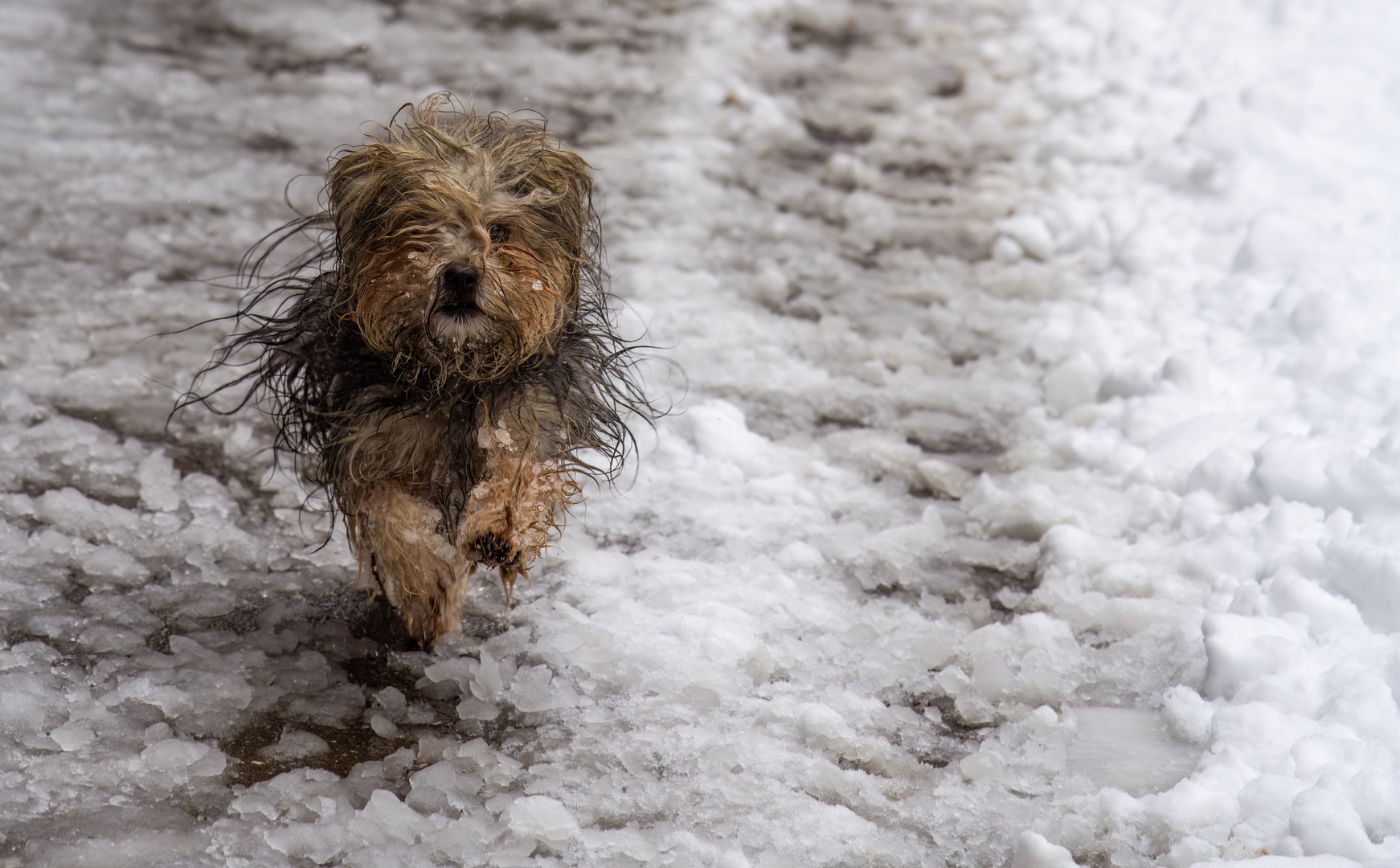 Hundewetter