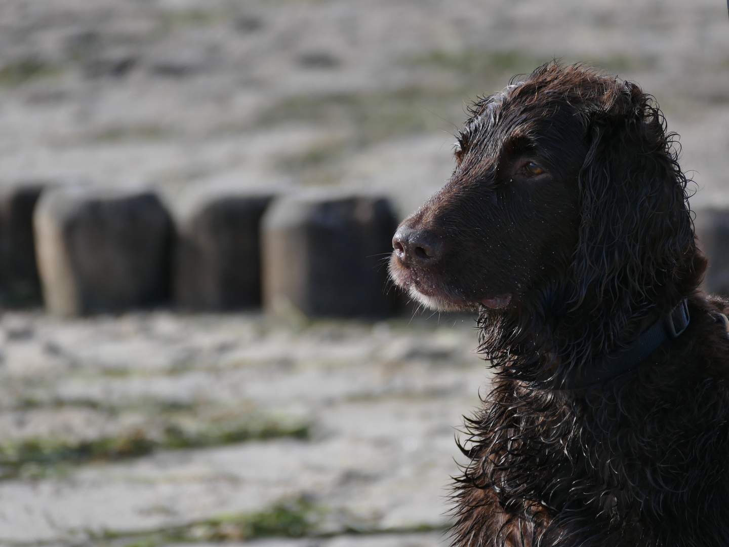 Hundewetter