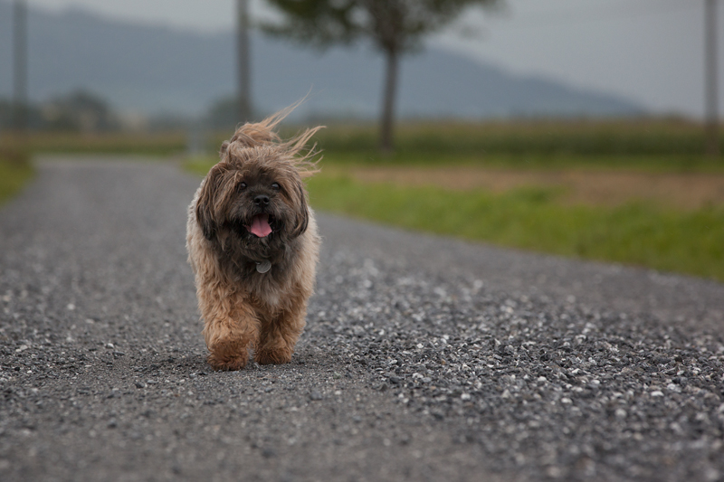 Hundewetter ^^