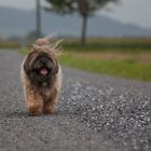 Hundewetter ^^