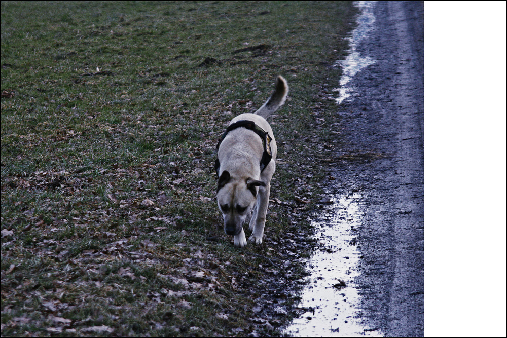 -- hundewetter --