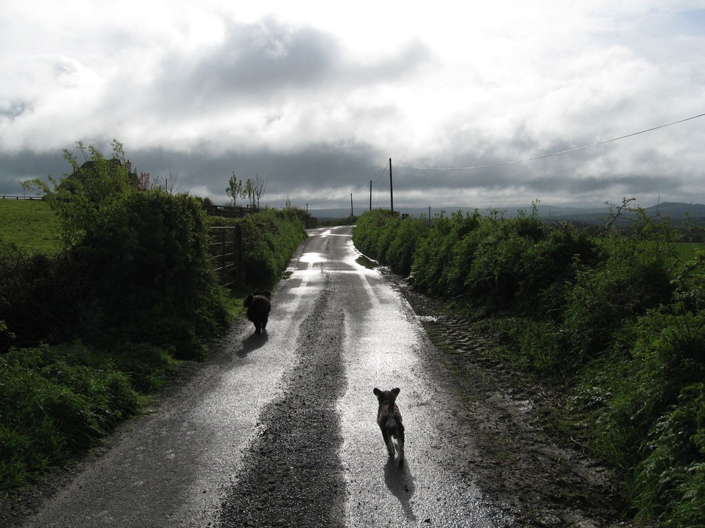 Hundewetter