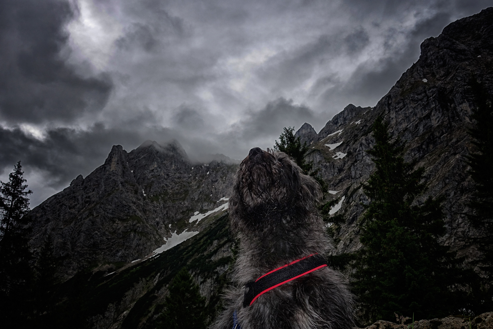 Hundewetter