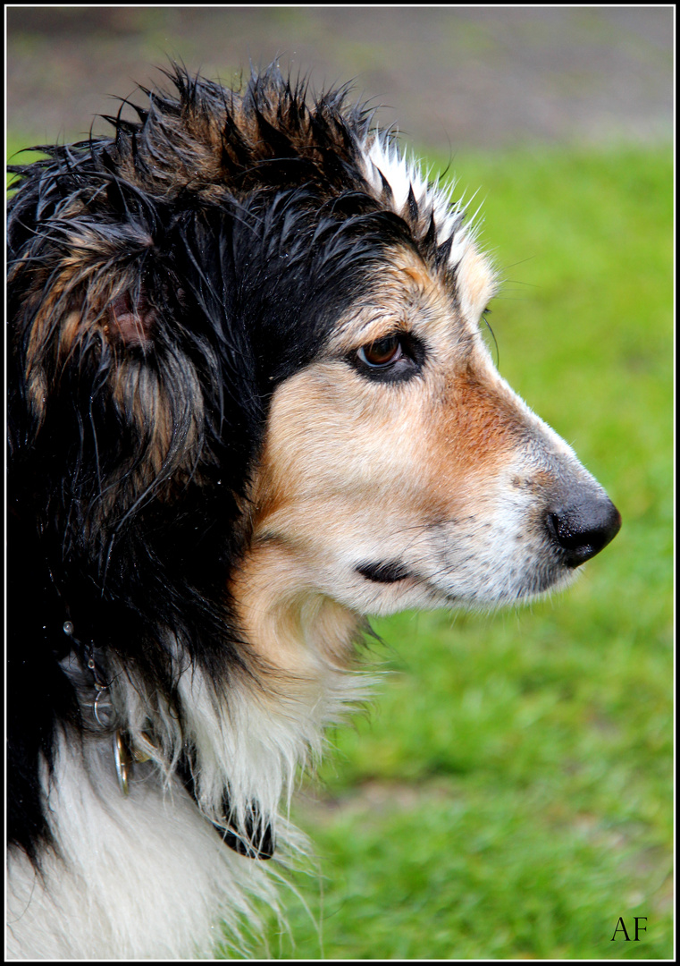 HUNDEWETTER