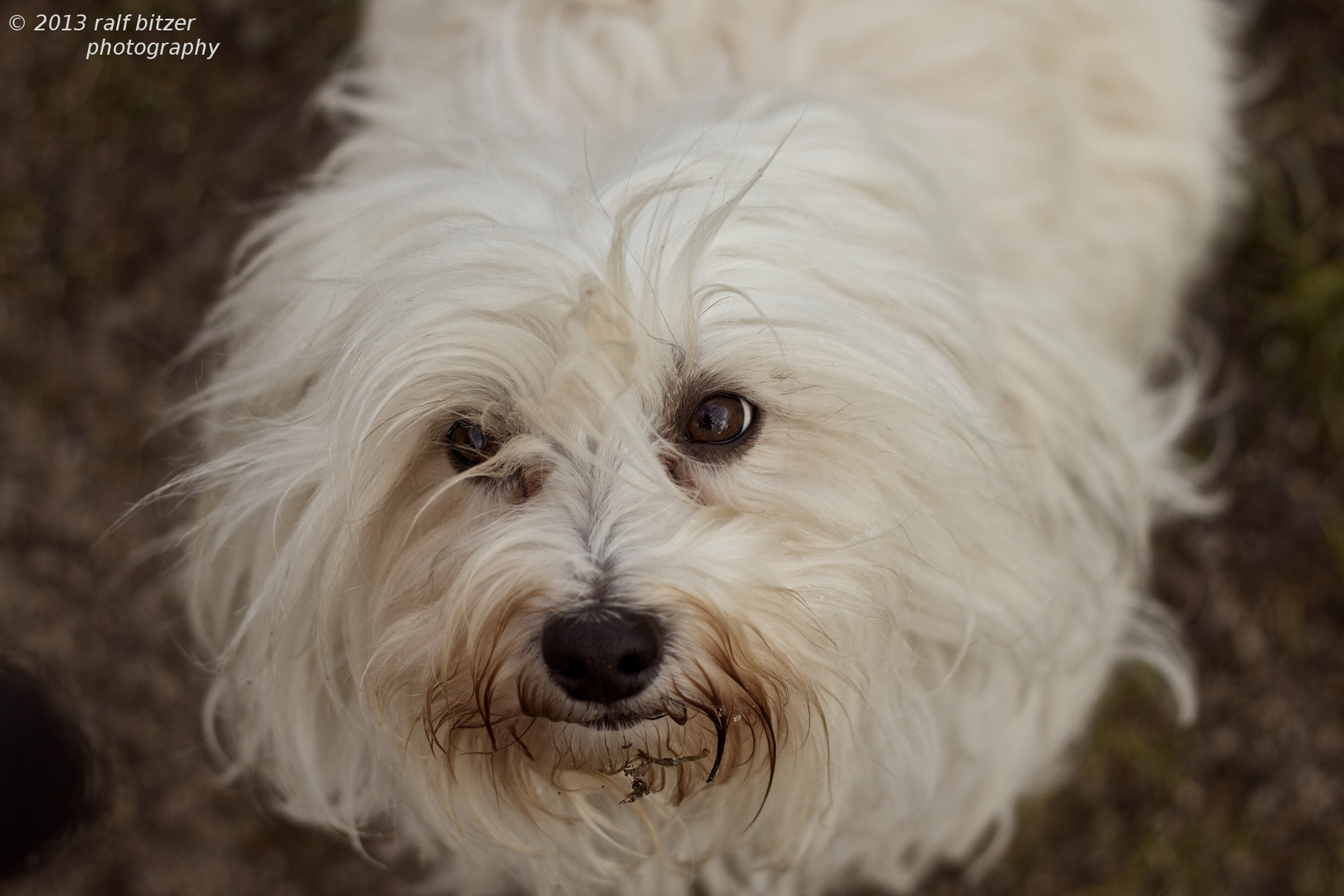 Hundewetter