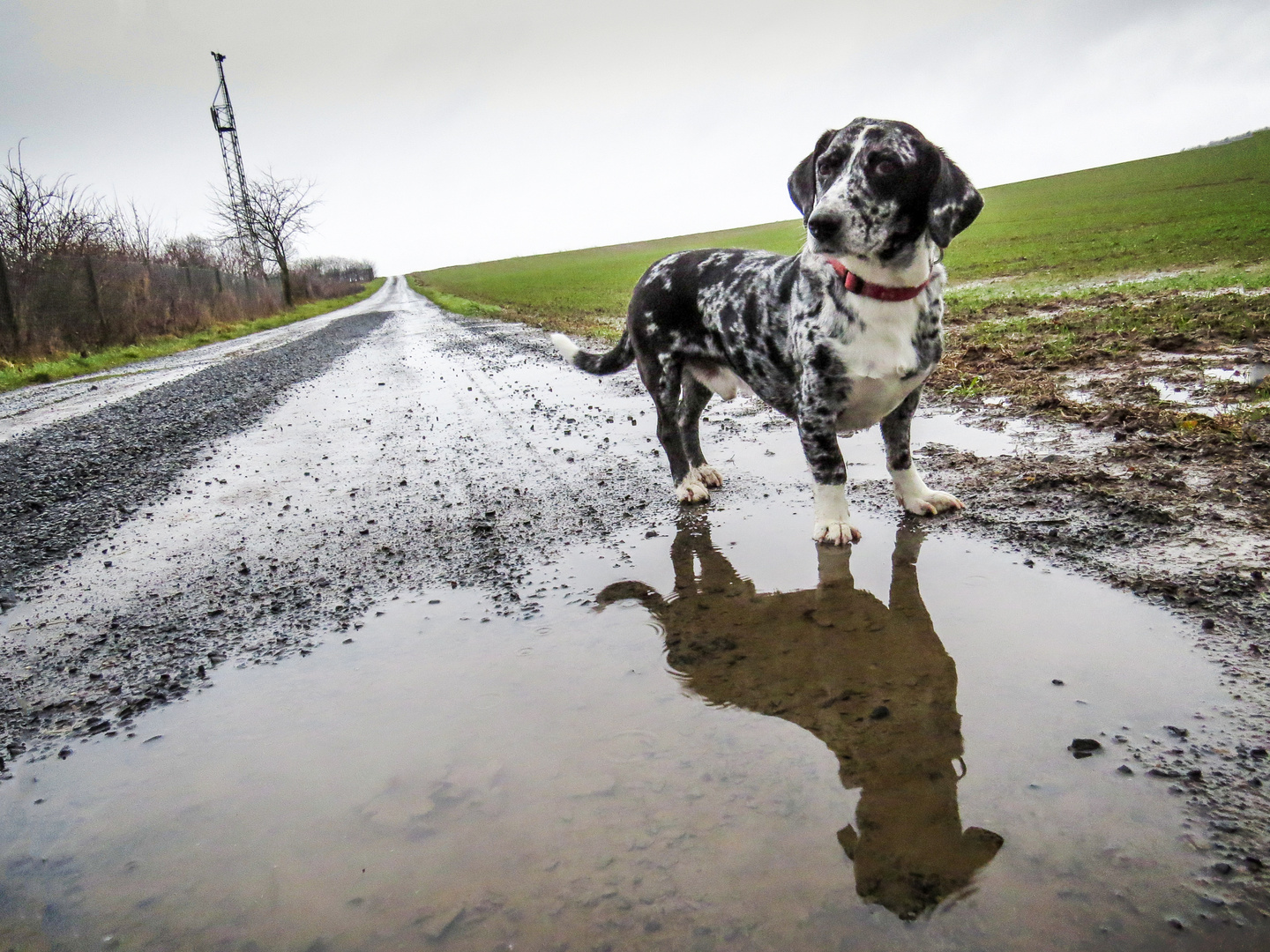 Hundewetter