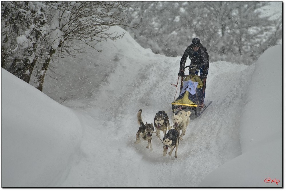 Hundewetter EM-Inzell09