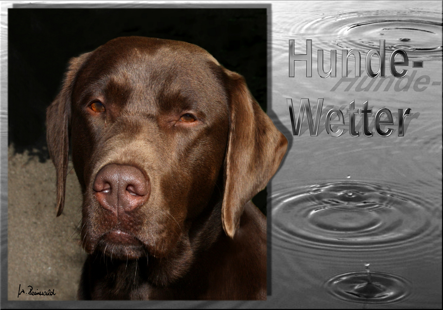 Hundewetter