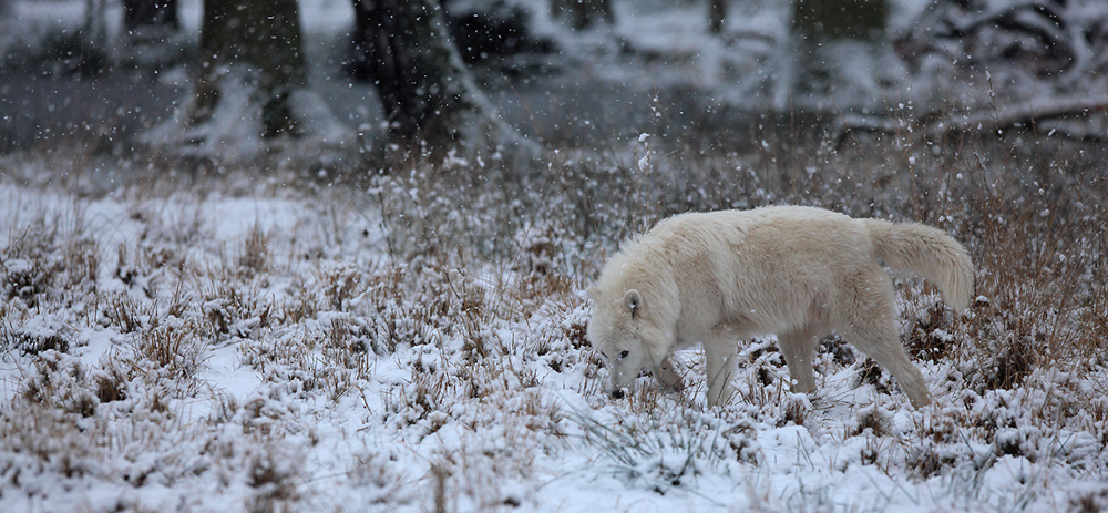 Hundewetter II