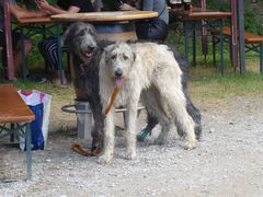 Hundewetter oder Schafskälte?