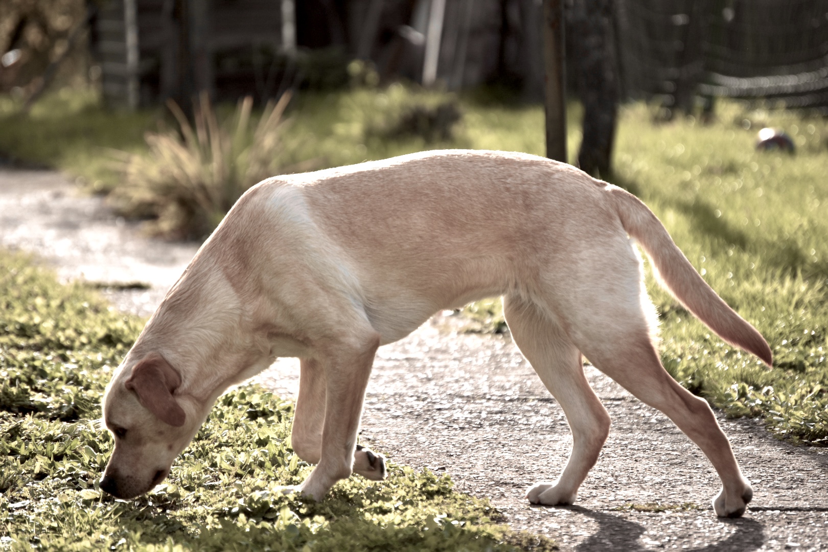 Hund/Frühling