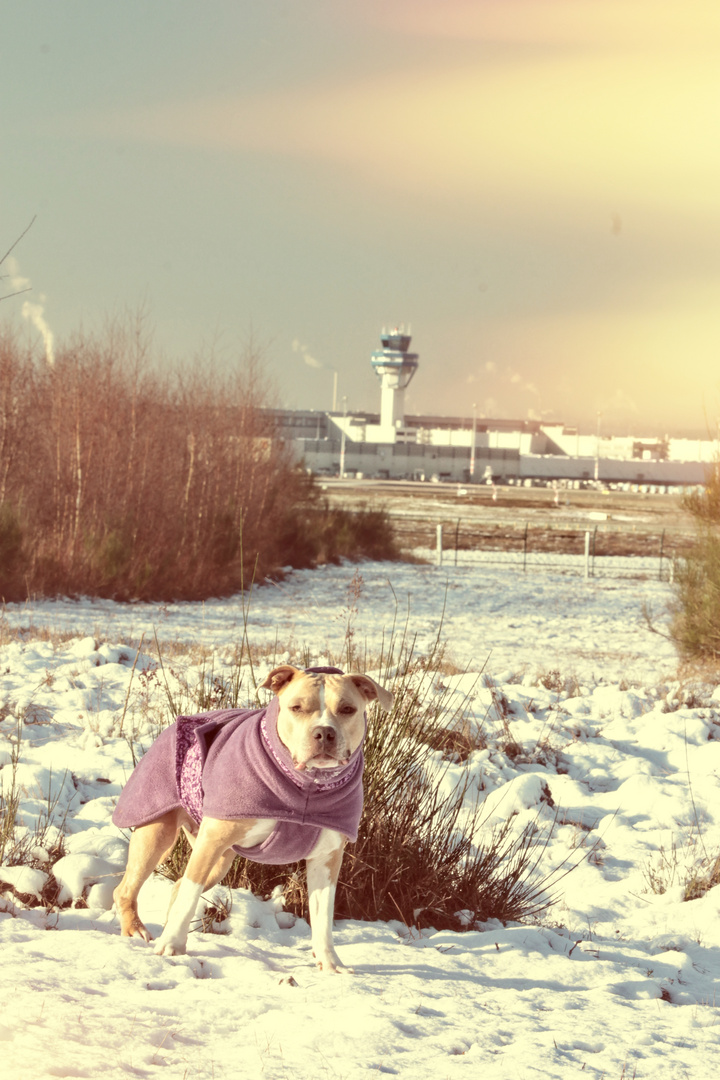 Hundi am Flughafen