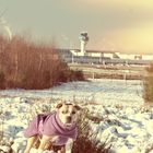 Hundi am Flughafen