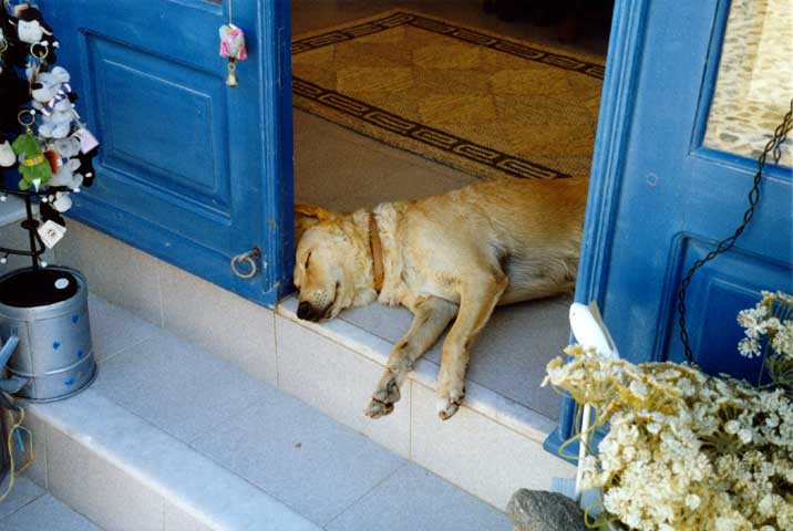 Hundi schläft in Kreta