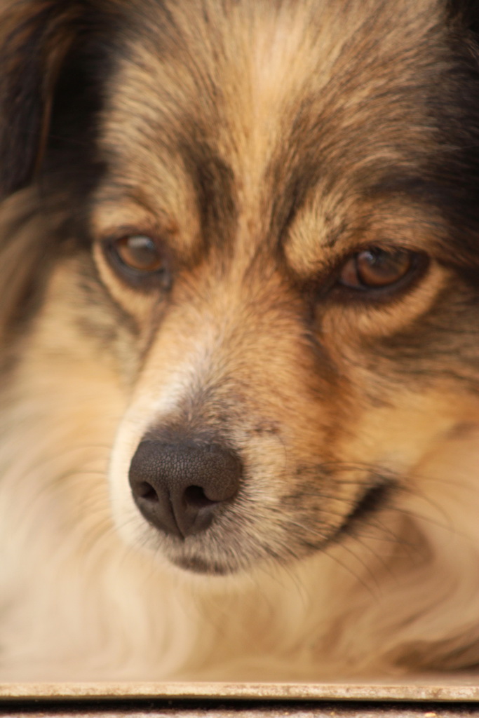 Hundportrait