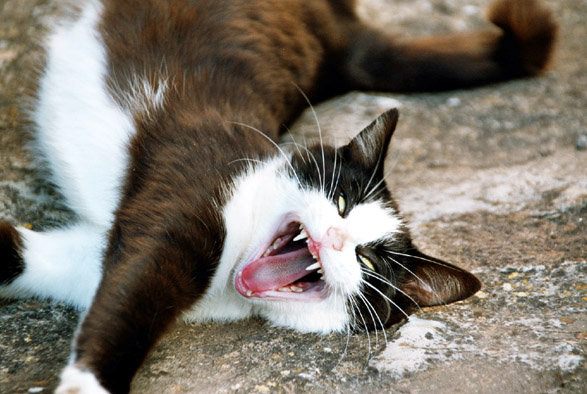 hunds-(bzw. katzen) müde