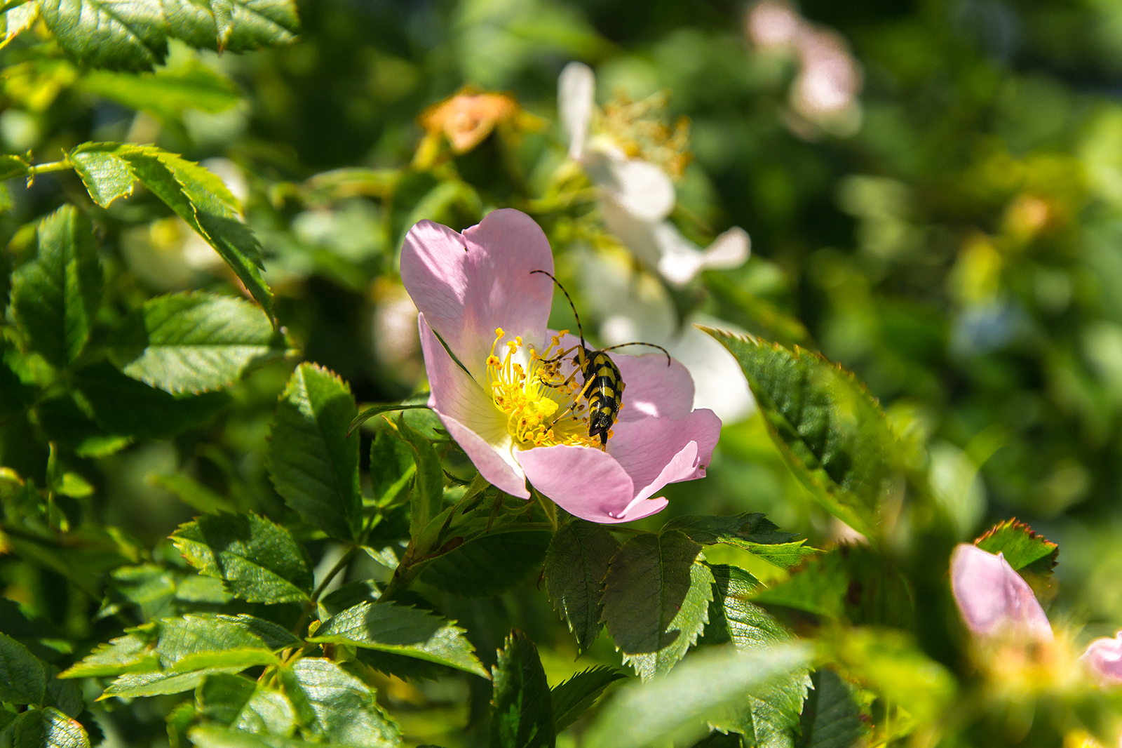 Hunds-Rose mit Besucher