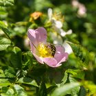 Hunds-Rose mit Besucher