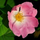 Hunds-Rose (Rosa canina)