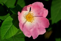 Hunds-Rose (Rosa canina)