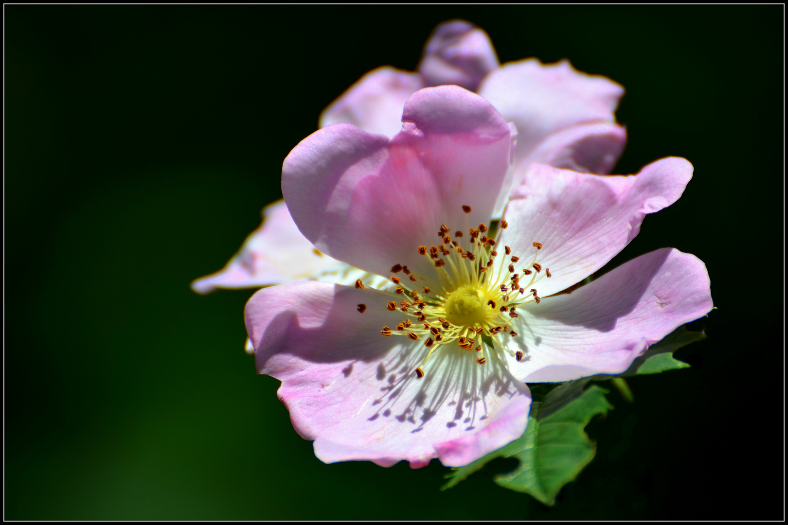 Hunds-Rose (Rosa canina)