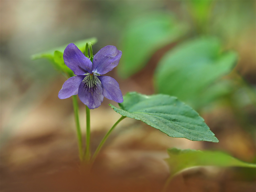 Hunds-Veilchen (Viola canina)