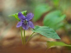 Hunds-Veilchen (Viola canina)