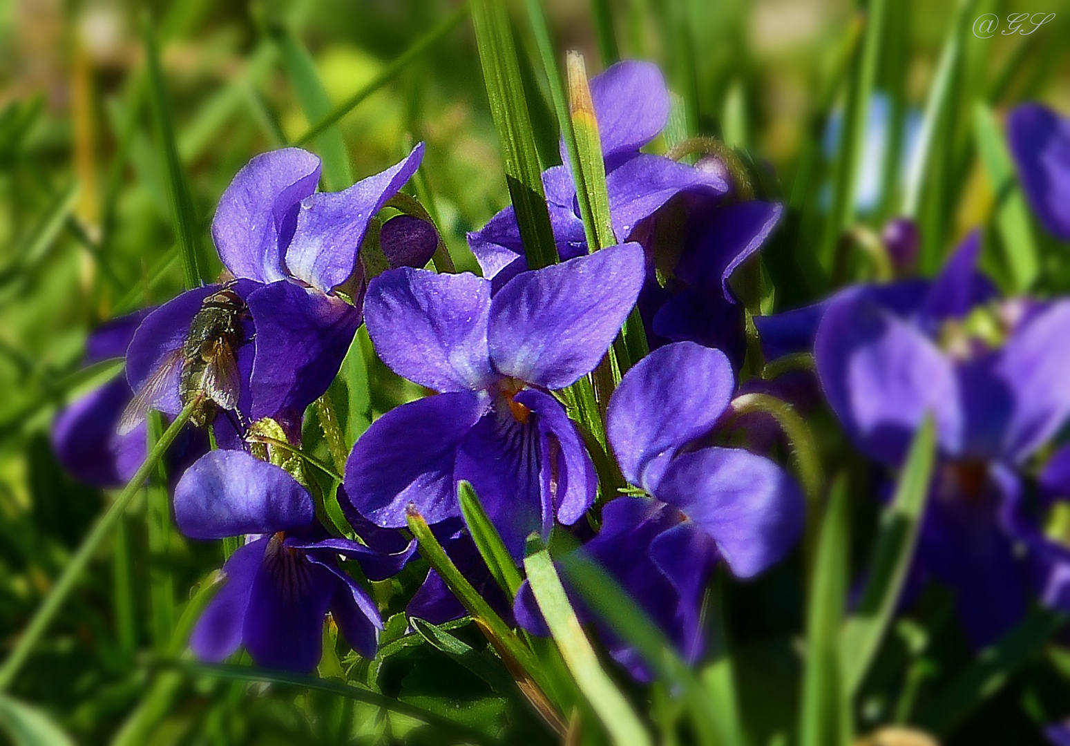 Hunds-Veilchen (Viola canina), 