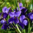 Hunds-Veilchen (Viola canina), 