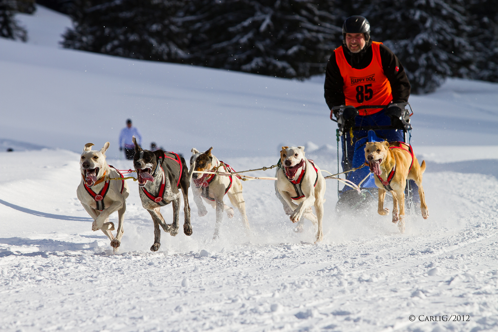 Hundschlittenrennen 2012 Bad Hindelang / Unterjoch