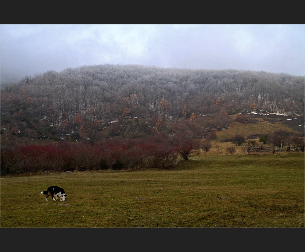 hundsheimer berg