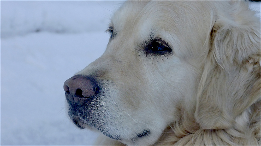 Hundskälte ...