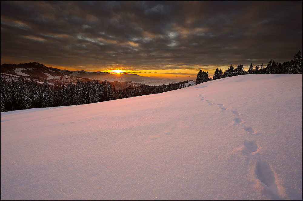 Hundskommune Spuren im Schnee