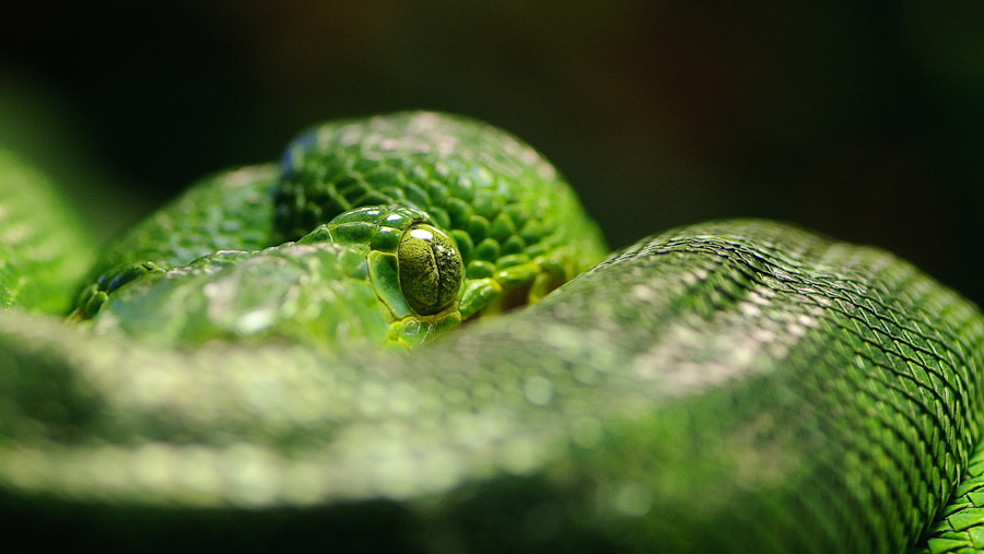 Hundskopfschlinger * Tierpark Bochum