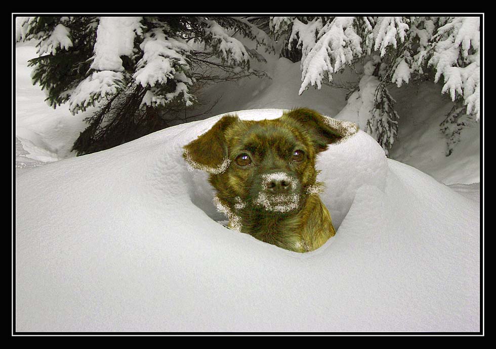 Hundsmäßig Eingesackt