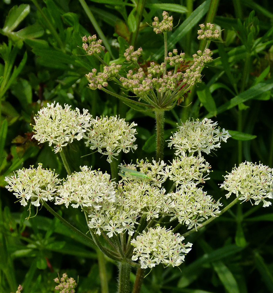 Hundspetersilie mit Florfliege